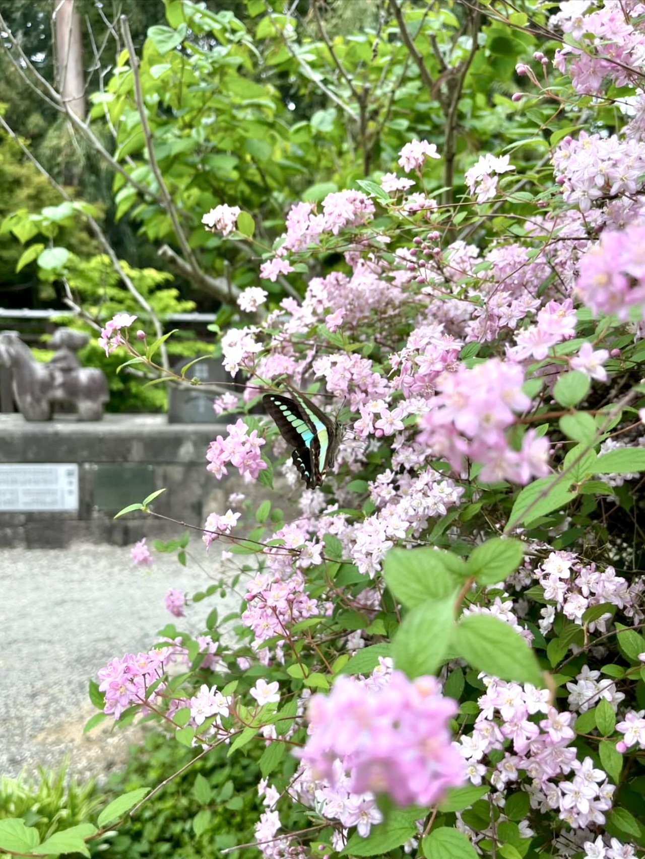 ⛩️ 사사키 신사(사사키 진자) 이미지 4